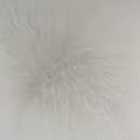 Creamy White fur