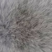 Blue Grey fur