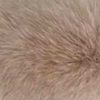 Camel fur