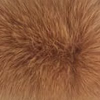 Caramel fur