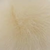 Light Yellow fur