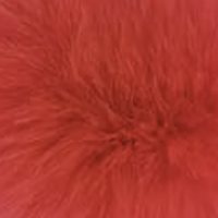 Grapefruit Red fur