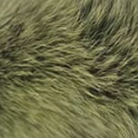 Green Frost fur
